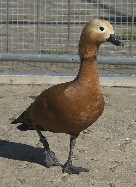 尼西亚市场